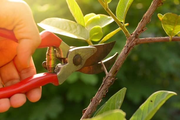 Best Tree Maintenance Programs  in USA